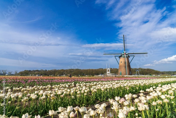 Fototapeta 【千葉】佐倉ふるさと広場の風車とチューリップ