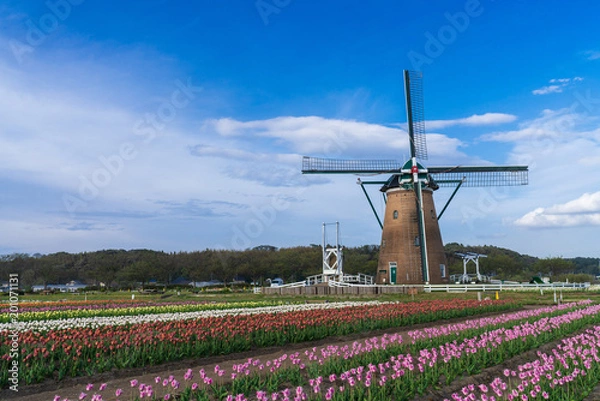 Fototapeta 【千葉】佐倉ふるさと広場の風車とチューリップ