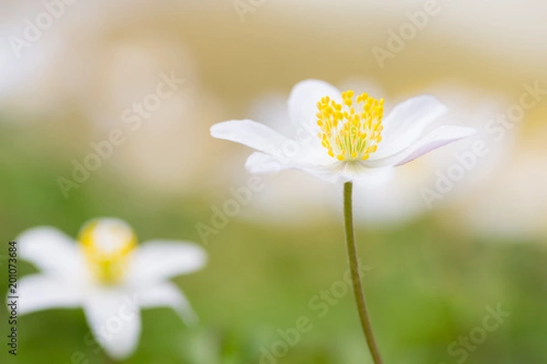 Obraz Buschwindröschen