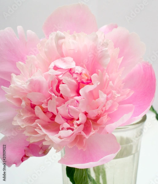 Obraz pink peony