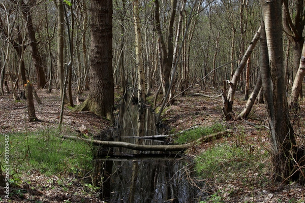 Fototapeta Kleiner bach führt durch einen lichten Wald