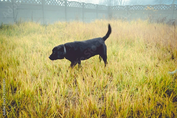 Obraz Black labrador retriever