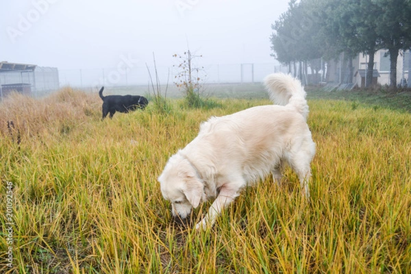 Obraz Golden retriever