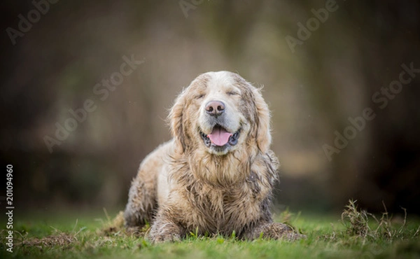 Obraz The dirty Retriever