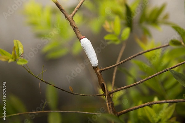 Obraz Guava Skipper (Phocides palemon)