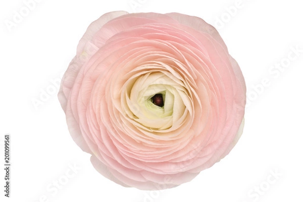 Fototapeta Ranunculus
