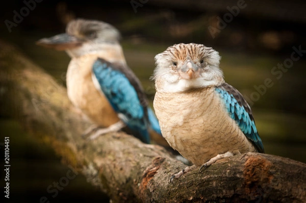 Obraz Kingfisher, dacelo leachii, kookaburra. Australia. Big Australian Kingfishers sitting on a branch. Blue wings bird from Australia hunting fish. Portrait of a pair of large Australian birds.