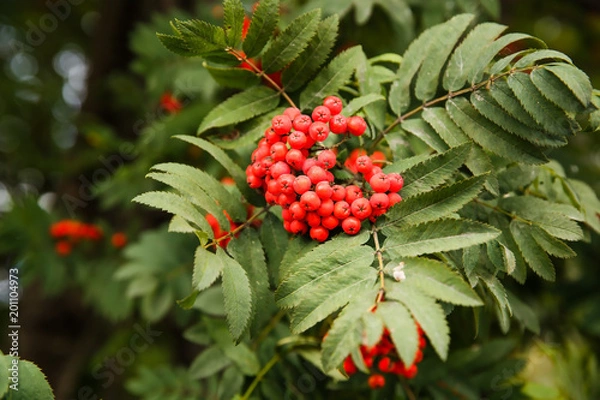 Fototapeta Rowan berries