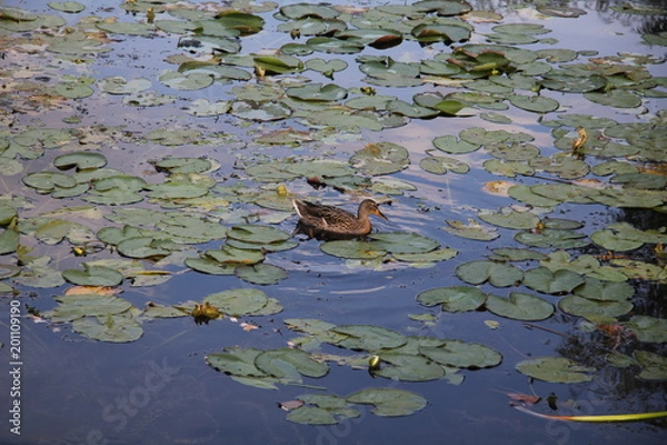 Obraz duck on a pond