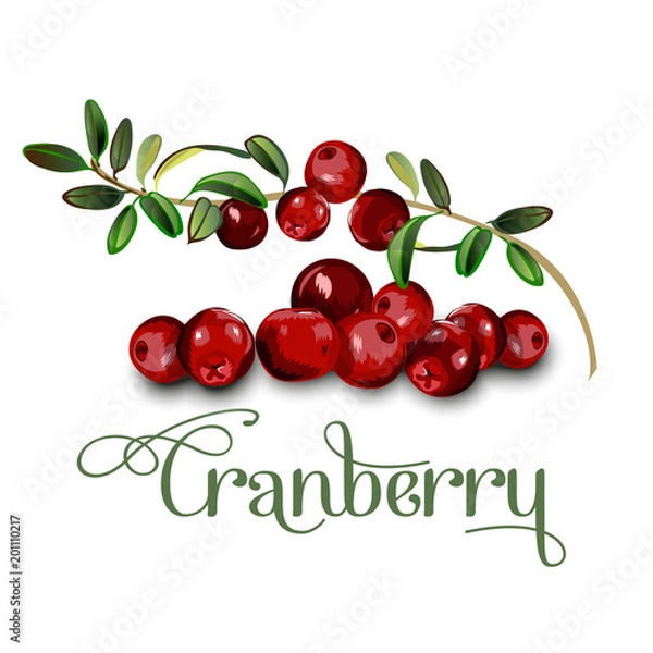 Fototapeta Cranberry leaves and berries isolated on white background. Realistic digital paint.