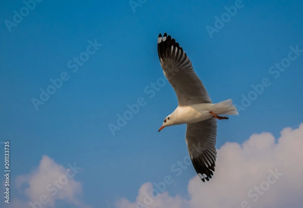 Obraz Seagulls are flying at the sea.