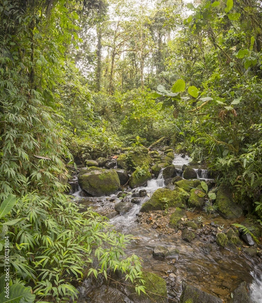 Fototapeta Idyllic clearwater stream flowing through montane rainforest at 1.900m elevation in the Cordillera del Condor, a site of high biodiversity and endemism in southern Ecuador