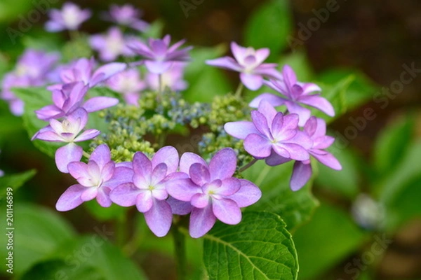 Fototapeta 八重の紫陽花