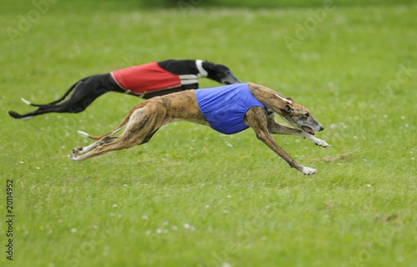 Obraz Greyhounds coursing