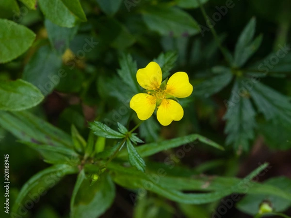 Fototapeta Tormentil or septfoil Potentilla erecta flower macro, selective focus, shallow DOF