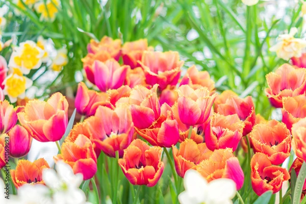 Obraz colorful blooming tulips background