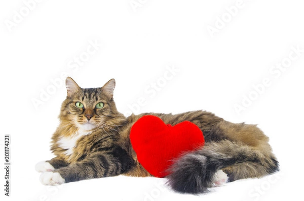 Obraz Big cat with red heart lying on white background