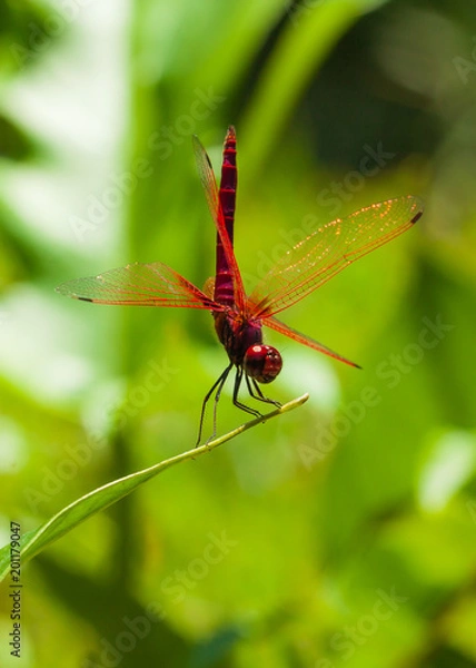 Obraz dragonfly