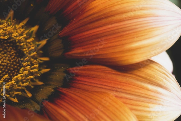 Fototapeta Top detailed view of orange flower