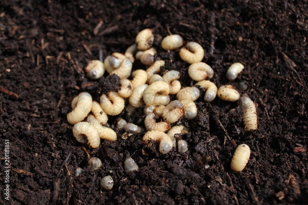 Obraz Rosenkäferlarven