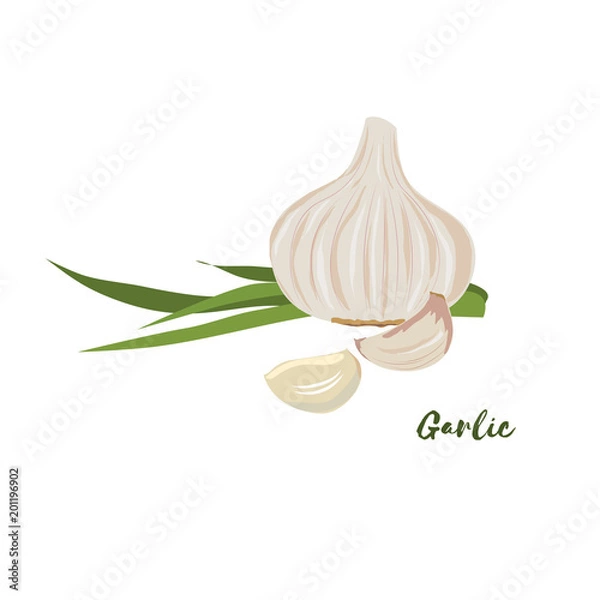 Obraz Garlic. Flat design. Vector illustration. 