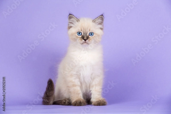 Obraz Beautiful kitten of pure bred
