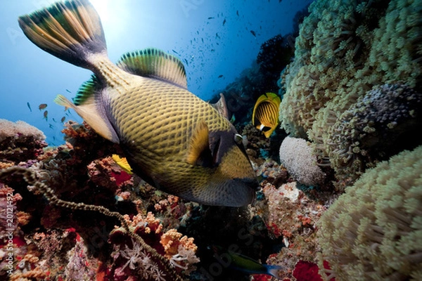 Fototapeta titan triggerfish, ocean and sun
