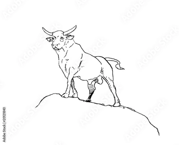 Obraz bull