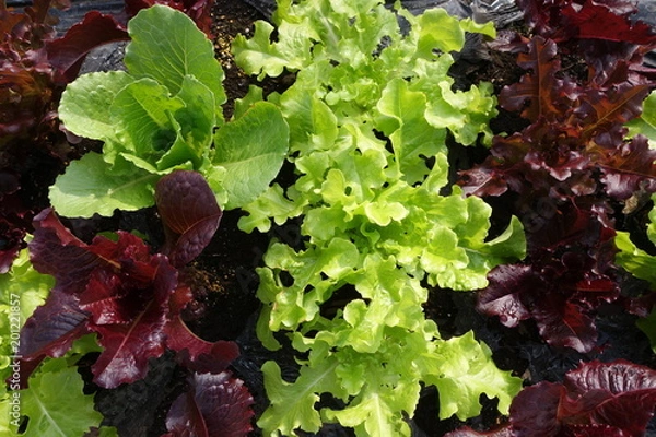 Fototapeta リーフレタスの畑（緑、赤）