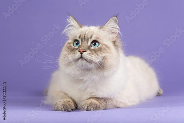 Obraz Amazing Siberian cat on purple