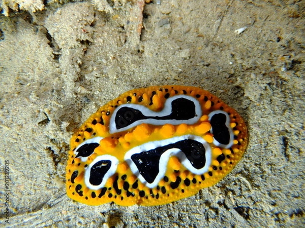 Obraz wave wart slug nudibranch in Thistlegorm wreck