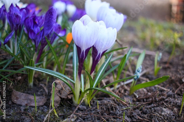 Fototapeta Белый шафран