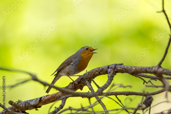 Fototapeta Robin sits. against a green background, on a branch and is singing