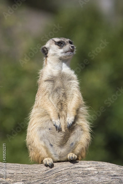 Obraz Suricata hembra preñada