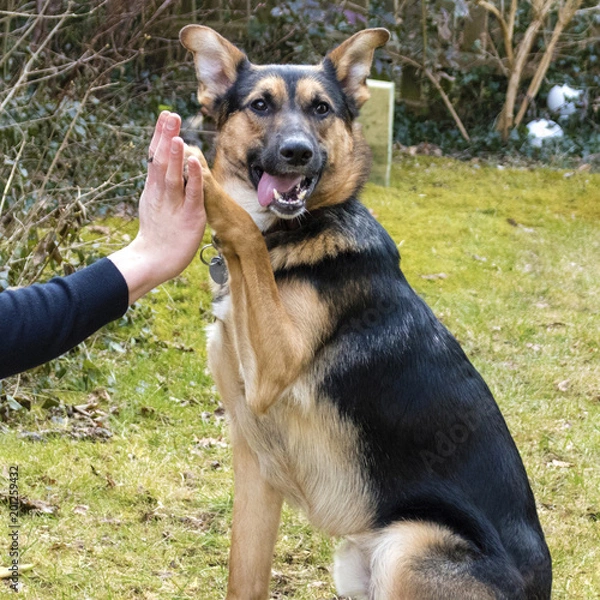 Fototapeta Mixed-breed dog between German shepherd and Labrador Retriever shows the command "High Five" with his owner