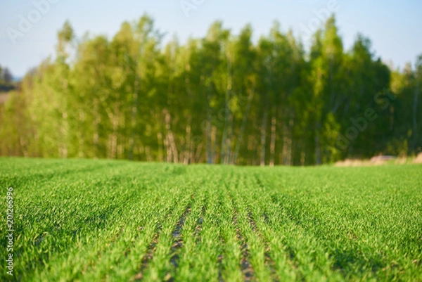 Fototapeta pole młodego zboża