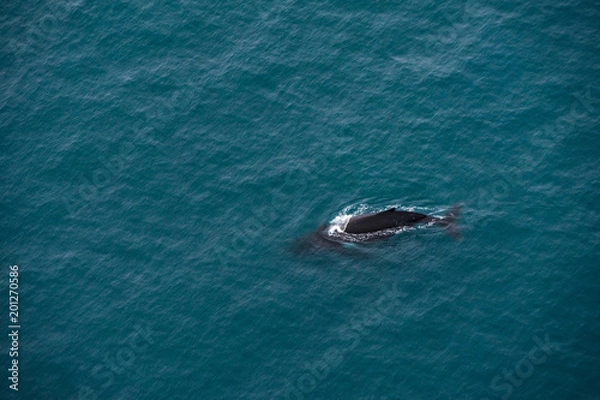 Obraz A whale near Kaikoura