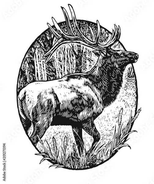 Obraz Elk