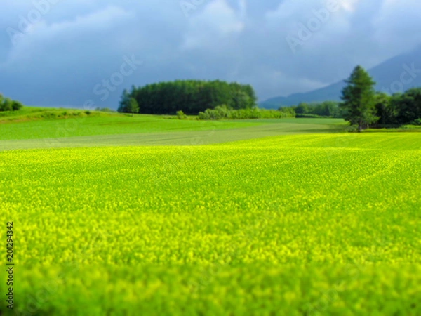 Fototapeta 北海道の夏の田園風景