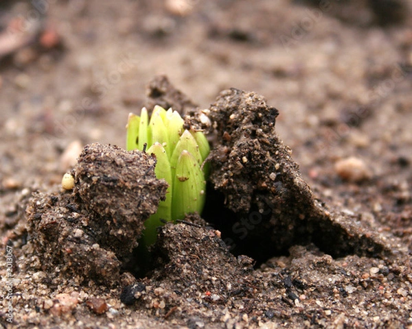Fototapeta sprout