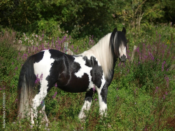 Obraz Pony In Flowers