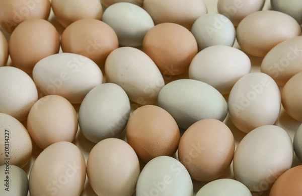 Fototapeta Organic free range chicken eggs in original pastel colours