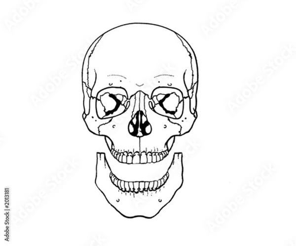 Fototapeta tete de mort avec machoire