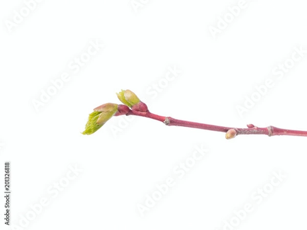 Obraz Linden tree bud on white