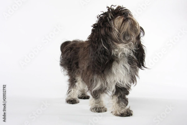 Obraz Bolonka Zwetna