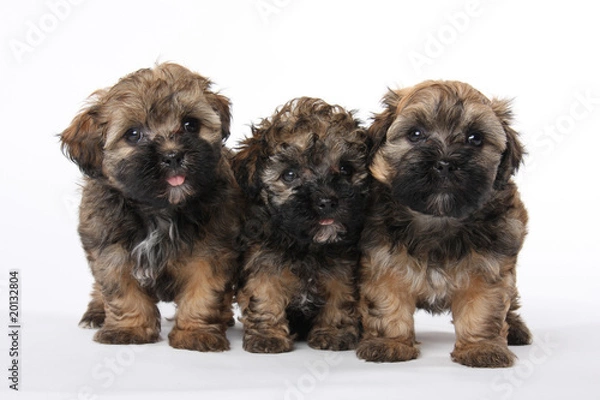 Obraz Bolonka Zwetna