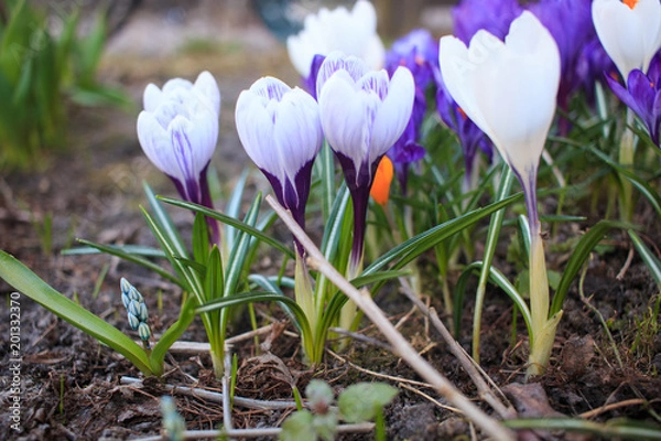 Fototapeta Шафран белый