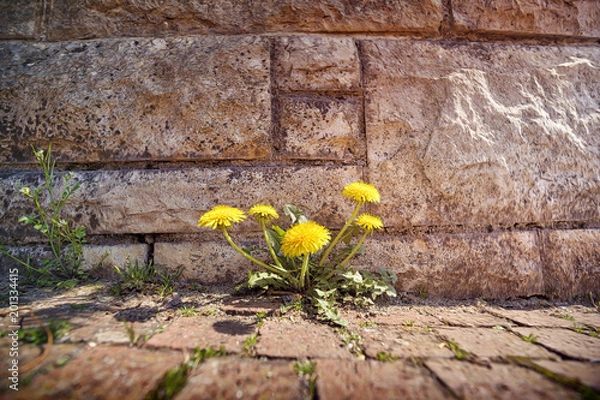 Obraz springtime, dandelions growing through stones