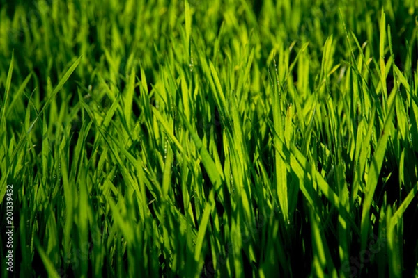 Obraz Grass