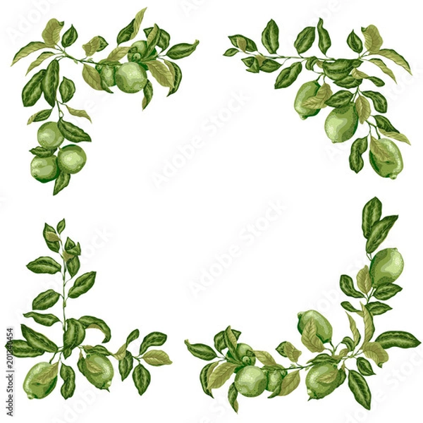 Obraz Square Frame with lime and lemon branches in olive green colors on white background for invintation, cards and posters